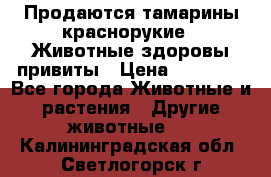 Продаются тамарины краснорукие . Животные здоровы привиты › Цена ­ 85 000 - Все города Животные и растения » Другие животные   . Калининградская обл.,Светлогорск г.